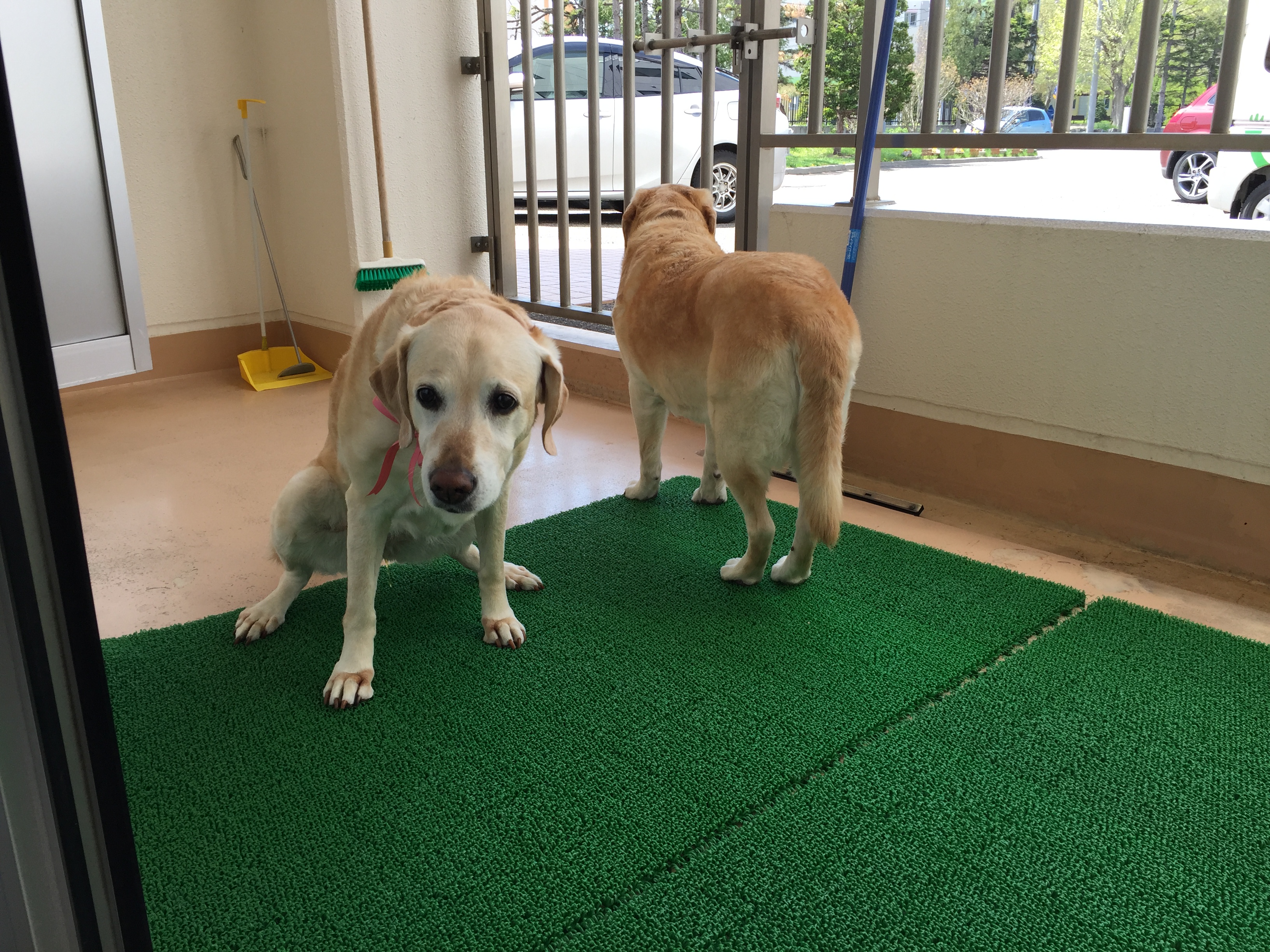 北海道盲導犬協会 老犬ホーム訪問記 こいぬと365 パピーウォーカー 盲導犬情報 交流サイト