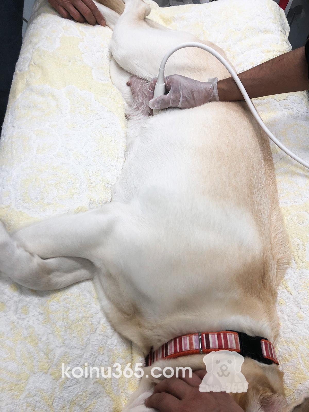 繁殖犬ボランティア体験記 2回目のエコー 犬の妊娠検診 こいぬと365 パピーウォーカー 盲導犬情報 交流サイト